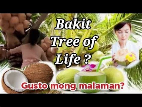ampol ng niyog|ANG NIYOG BILANG ‘TREE OF LIFE’ .